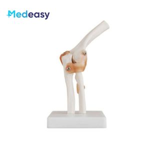 Modelo <span class=keywords><strong>de</strong></span> articulación anatómica humana con <span class=keywords><strong>ligamentos</strong></span> para <span class=keywords><strong>rodilla</strong></span>, mano, pie, cadera, hombro, codo - Product Image 2