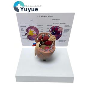 Modelo de anatomía renal felina con patologías comunes para la enseñanza veterinaria - Product Image 1