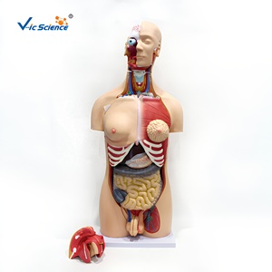 Modèle de torse masculin et féminin de 85 cm (23 pièces) en PVC pour la formation des infirmières et les sciences médicales - Product Image 1
