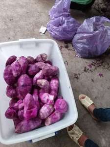 มันเทศสด มันเทศแช่แข็ง มันเทศสีม่วง มาตรฐานส่งออก จากเวียดนาม - Product Image 6