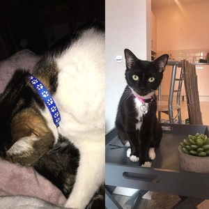 Colliers pour animaux de compagnie KingHon de haute qualité, colliers personnalisés pour animaux de compagnie, accessoires pour animaux de compagnie à fermeture rapide, collier en nylon pour chat et chien, collier pour chat avec clochette - Product Image 5