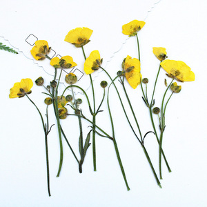 Fleurs de marguerite jaunes miniatures séchées et pressées avec tiges pour scrapbooking, marque-pages, décoration, résine, coques de téléphone, artisanat - Product Image 3
