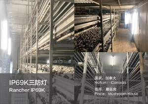 ไฟส่องแบบท่อ ShineLong 20W 40W 60W ทนทานต่อการกัดกร่อน ผลิตจาก PMMA มาตรฐาน IP69K  วัสดุสแตนเลสสตีล  ไฟ LED แบบ Washdown - Product Image 6