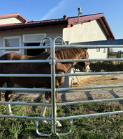 Panneaux de clôture métalliques galvanisés pour enclos à bétail, portails de ferme et clôtures pour chevaux