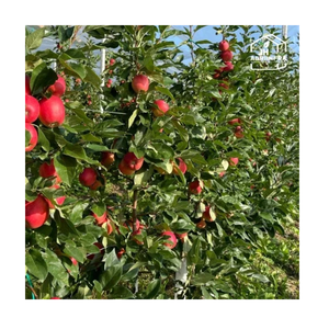 Sistema de Enrejado con Red Antigranizo Resistente para Protección de Cultivos, Garantizando el Máximo Rendimiento y una Cobertura Duradera en Todo Tipo de Clima - Product Image 2