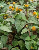 Acmella Paniculata Organik, Batang dan Daun Acmella Paniculata Kering untuk Dijual