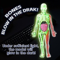 Kit de modèle scientifique d'anatomie d'organe de squelette humain phosphorescent assemblage 3D corps humain éducatif pour les enfants