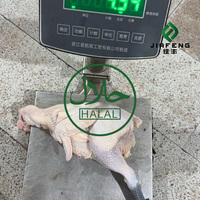 Poulet Halal, le Cœur d'une Repas Familial