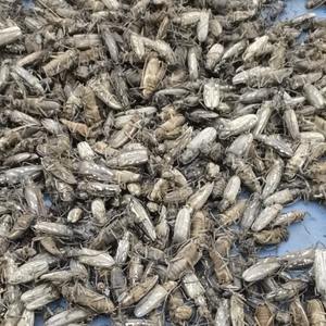 Insectes naturels séchés Tian Niu, scarabées longicornes bruts, scarabée à cornes pour les herbes - Product Image 3