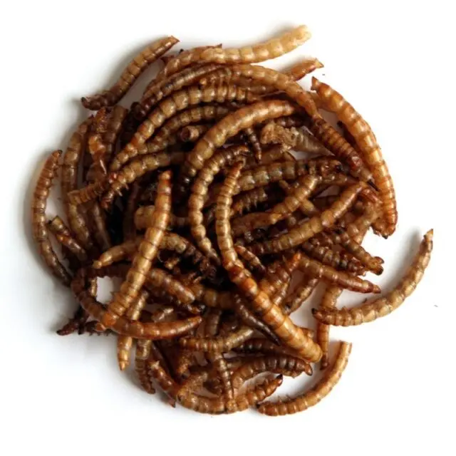 Microwave Dried Black Solider Fly Yellow Mealworms High Protein Dried Mealworms by Microwave