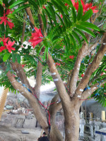 Vente directe d'usine, arbre artificiel à grande flamme simulée, arbre paysager artificiel Delonix Regia pour la décoration de jardin et de maison