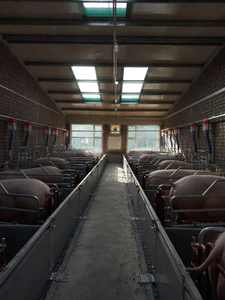 Cages de mise bas réglables de style européen pour truies, neuves, avec design anti-écrasement - Product Image 4