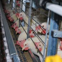 Système complet de cages automatiques en batterie de type H pour l'élevage de poules pondeuses en bâtiment fermé