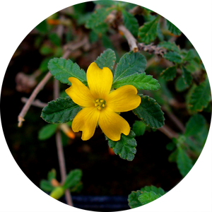 ผงสารสกัดจากพืช10:1จากใบ <span class=keywords><strong>Damiana</strong></span> ผง Diffusa จากพืชธรรมชาติ - Product Image 2