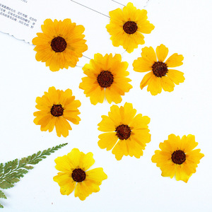 <span class=keywords><strong>Flores</strong></span> Secas Prensadas Reales de Coreopsis Amarilla Mini para Maquillaje Facial, Decoración de Festivales, Resina y Manualidades para Fundas de Teléfono - Product Image 4
