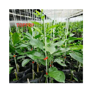 10mm Heavy Duty Fiberglass <b>Garden</b> Stakes FRP Rod Climbing Plant Support <b>Pole</b> - Product Image 2