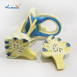Modèle de labyrinthe interne de l'oreille en PVC écologique, 2 parties détachables, outil pédagogique d'anatomie pour les écoles de médecine. - Product Image 3