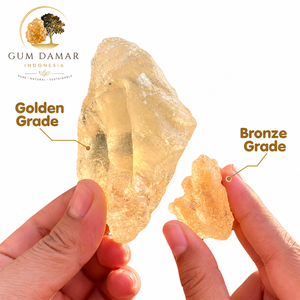 Gum Damar Resin Grade ABX Natural Transparent Golden Chunk From Indonesia For Perfumery And Aromatherapy - Product Image 3