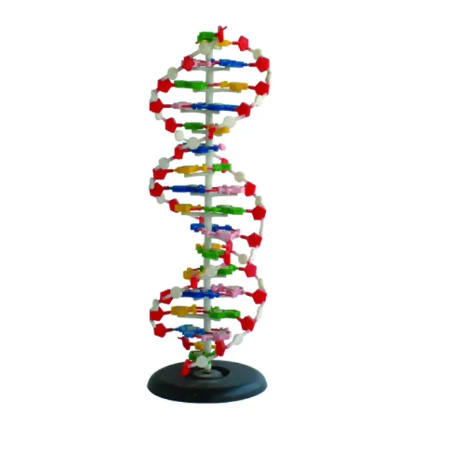 Tıbbi bakım ekipmanları biyolojik bilim modeli DNA modeli 1 parça