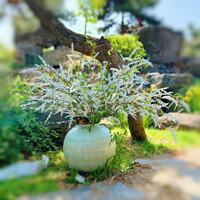 Pohon Willow Salju Buatan, Segar dan Elegan, Salju Buatan, Dekorasi Rumah, Perlengkapan Fotografi, Desain Lanskap
