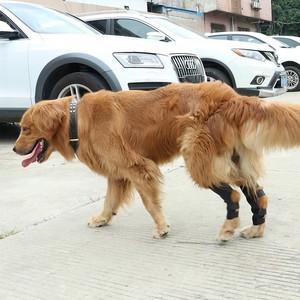 Rodillera para Perro, Soporte Quirúrgico de Recuperación, Negra, Talla S, Protección Articular, Soporte para Pierna, para Rehabilitación de Lesiones en Mascotas - Product Image 4