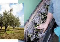 Huile d'olive extra vierge italienne TERRE DELL'ABBAZIA 250 ml Bouteille en verre pour la vente au détail