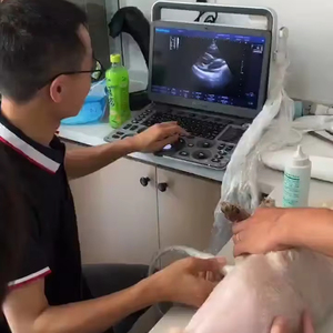 Sistem Doppler warna diagnostik E1V/E2V/E3V untuk anjing dapat digunakan kembali peralatan dokter hewan dengan satu Probe dubur L741V - Product Image 1