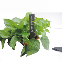 DD1186 en Stock, marqueurs en ardoise, étiquettes de nom de Pot de serre, étiquette de jardin, étiquettes de signe de fleur, étiquette de plante