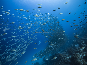 Suplemento de Aceite de Pescado Omega-3 Natural Ultimate Omega con Sabor a Limón, Extra Fuerte, con EPA y DHA, 120 Cápsulas Blandas - Product Image 5