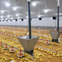 Équipement d'éleveur automatique de canards de chair Mangeoire d'alimentation domestique Élever du poulet en croissance Système de plancher de volaille Machines de ferme pour poulets