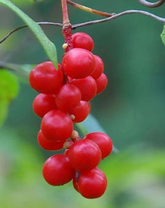 Preço por atacado Cápsulas de extrato de <span class=keywords><strong>schisandra</strong></span> integral <span class=keywords><strong>Schisandra</strong></span> chinensis - Product Image 3