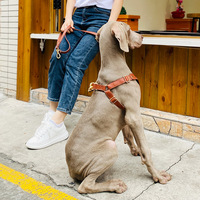 Ensemble laisse et harnais pour chien en cuir véritable de luxe, imperméable, anti-adhérent aux poils, anti-traction, pour chiens de petite et moyenne taille
