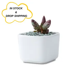 Прямая поставка 1 доллар белый горшок для растений маленький круглый квадратный креативный горшок для суккулентов бонсай керамический цветочный горшок для помещений