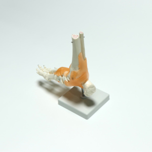 Modelo de Anatomía de articulación de pie <span class=keywords><strong>humano</strong></span> de tamaño real, modelo de articulación de <span class=keywords><strong>tobillo</strong></span> con ligamentos - Product Image 5