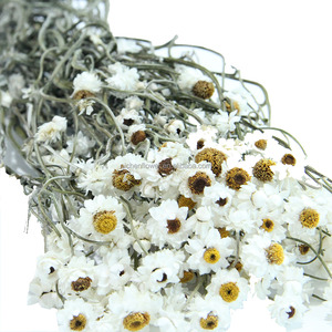 Chrysanthèmes argentés séchés, préservés, longue durée, écologiques, décoration intérieure, <span class=keywords><strong>fleurs</strong></span> <span class=keywords><strong>séchées</strong></span> pour mariage, <span class=keywords><strong>livraison</strong></span> de <span class=keywords><strong>fleurs</strong></span> <span class=keywords><strong>séchées</strong></span> de Chine - Product Image 1