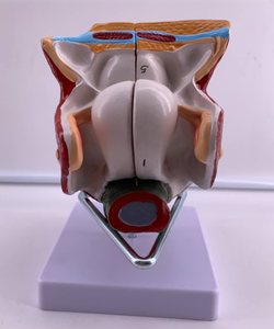 Hệ thống sinh sản nữ có thể tháo rời Mô hình giải phẫu cơ quan sinh dục bên trong và bên ngoài - Product Image 3