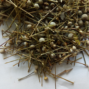 Gu jing cao nuovo essiccato Pipewort naturale Eriocaulon buergererianum globo di infiorescenza fiori per erbe - Product Image 6
