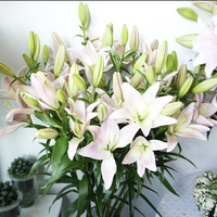 Neu eingetroffen: Frisch geschnittene natürliche Lilienblätter und Dekorationsblumen