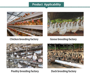 Additif alimentaire pour animaux de basse-cour : Stimulant de croissance rapide, supplément vitaminique pour une prise de poids rapide - Product Image 3