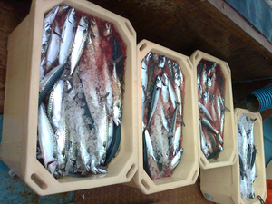 Glacière robuste rotomoulée 660L en LLDPE pour le transport de fruits de mer et le stockage alimentaire - Product Image 6