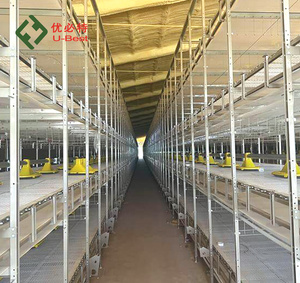 Systèmes automatiques de collecte d'œufs et de fumier pour cages à poules pondeuses de type <span class=keywords><strong>H</strong></span>/A, en acier galvanisé à chaud, stables et fiables, pour usage commercial - Product Image 2