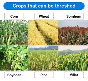 Décortiqueuse-<span class=keywords><strong>batteuse</strong></span> commerciale multifonctionnelle pour céréales, soja, sorgho, millet, maïs et haricots secs - Product Image 5