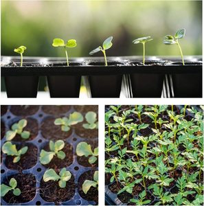 Bandeja <span class=keywords><strong>de</strong></span> germinación para semillas, germinación <span class=keywords><strong>de</strong></span> semillas <span class=keywords><strong>de</strong></span> plástico para plantas y tomates agrícolas, 40 celdas - Product Image 4