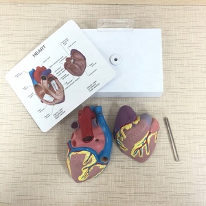 Mô Hình Trái Tim Giải Phẫu Người Giải Phẫu <span class=keywords><strong>3d</strong></span>, Giải Phẫu Người - Product Image 3