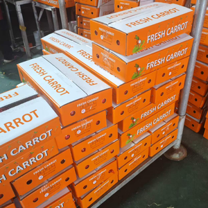 Carottes Fraîches de Qualité Supérieure 150-200g Fournisseur Chinois Vente en Gros Prix Export par Tonne Carotte Gajar Ninjin Danggeun Wortel <span class=keywords><strong>Gezer</strong></span> - Product Image 5