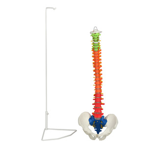 Modèle de colonne vertébrale coloré pour adultes, pour l'enseignement médical en dermatologie ; modèle de structure de la colonne vertébrale et de la pelvis humaines courbées - Product Image 4