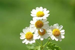 Pasokan pabrik Harga terbaik everbeberapa ekstrak bunga bubuk 1.0% Parthenolide alami everbeberapa bubuk ekstrak - Product Image 2