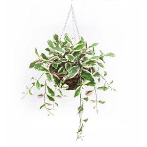 Planta Hoya Carnosa Artificial de 90cm de altura colgante con cesta - Product Image 1