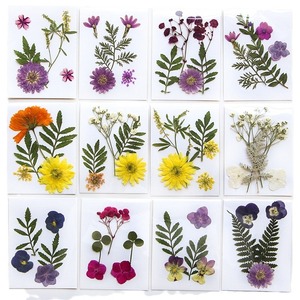 Nouveau produit <span class=keywords><strong>fleurs</strong></span> de pression de <span class=keywords><strong>fleurs</strong></span> <span class=keywords><strong>séchées</strong></span> bricolage matériel sac <span class=keywords><strong>livre</strong></span> signe, tic-tac colle étui de téléphone portable spécimen de plante créatif - Product Image 3