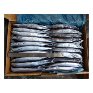 X2645新库存最优惠价格太平洋秋刀鱼全脂肪新鲜散装包装高品质鱼冷冻秋刀鱼 - Product Image 1